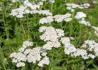 Çiçekli kiraz kuşu, Achillea, kapat