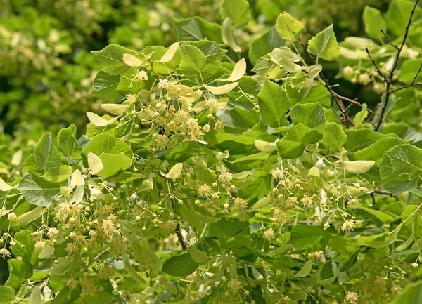 Linden Virágok Fán — Stock Fotó