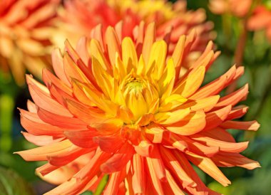 Çiçek açan portakallı yıldız çiçeği.