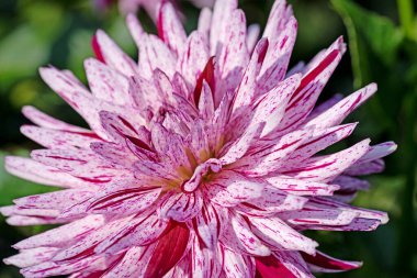 Çiçekli menekşe çiçekleri yakın plan çekimde