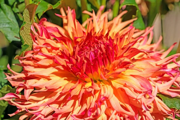 Blühende Orangefarbene Dahlie Nahaufnahme — Stockfoto