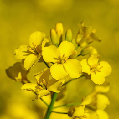 Yakından bakınca çiçek açan kolza tohumu.