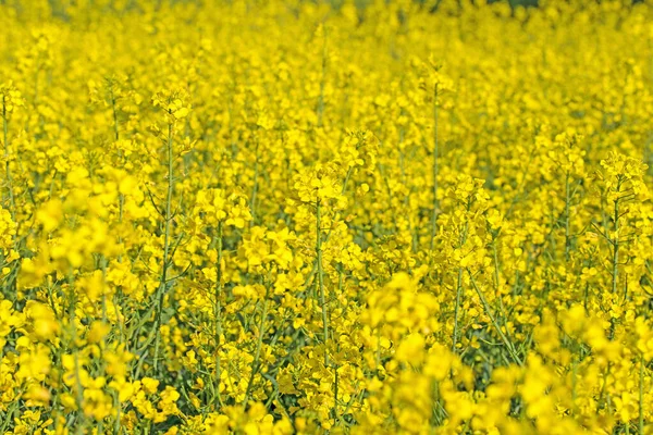 Campo Colza Fiore Primavera — Foto Stock