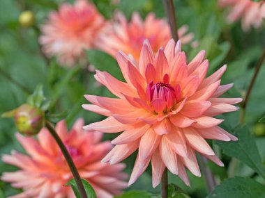 Bahçede çiçek açan yıldız çiçekleri