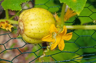 Bahçede salatalıklı limon