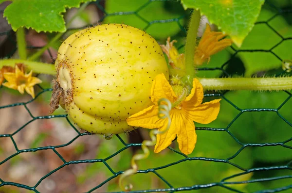 Bahçede salatalıklı limon