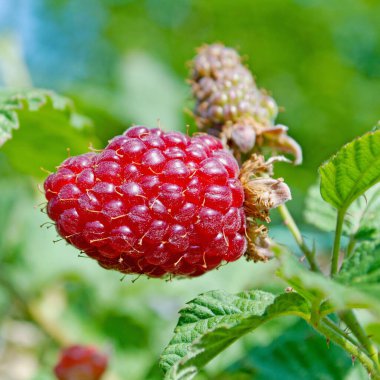 Kapalı çekimde böğürtlen.