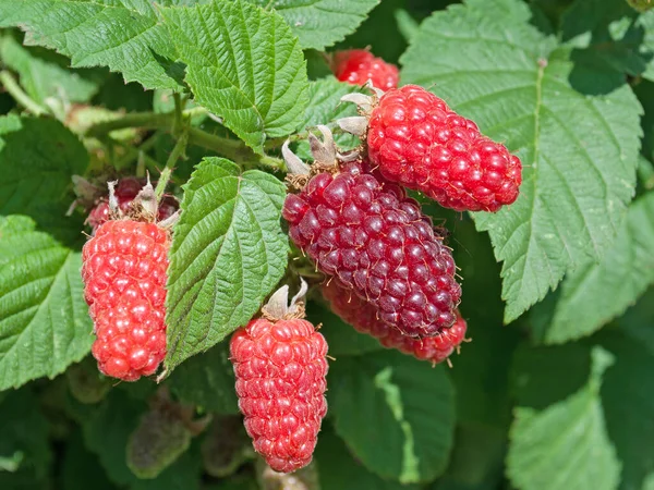 Tayberries on shrub in a close up