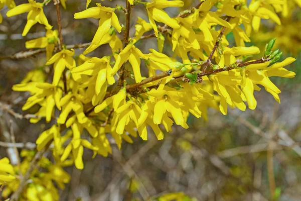 Bloeiende Forsythia Het Voorjaar — Stockfoto