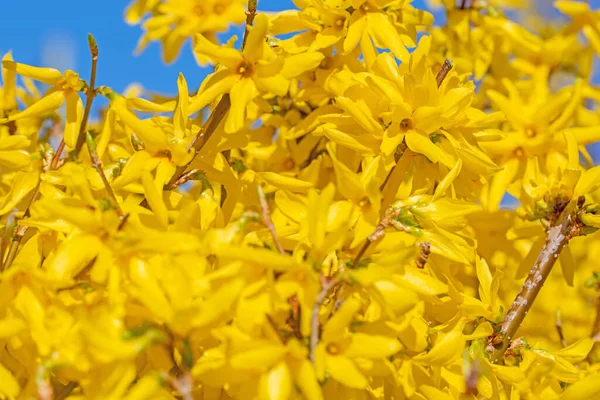 Bloeiende Forsythia Het Voorjaar — Stockfoto