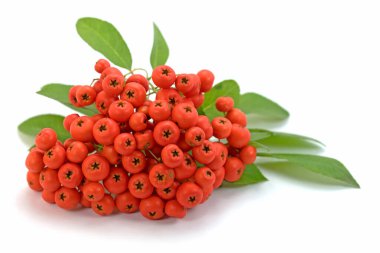 Ateş dikeninden olgun meyveler, Pyracantha, beyaz arka planda izole edilmiş.