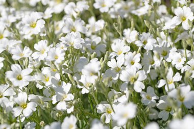 Baharda hornwort, Cerastium tomentosum hissettim.