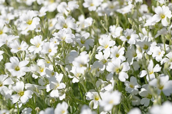 Felted Hornwort Cerastium Tomentosum Spring — Stock Photo, Image