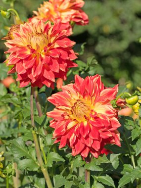 Bahçede çiçek açan yıldız çiçekleri