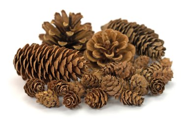 Beyaz arkaplana karşı farklı kozalaklı kozalaklar