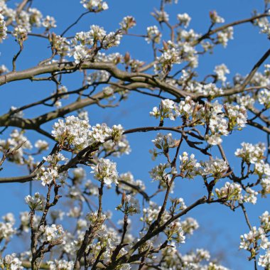 Çiçekli Nashi armudu, Pyrus pirifolisi, baharda.