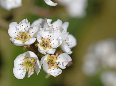 Çiçekli Nashi armudu, Pyrus pirifolisi, baharda.