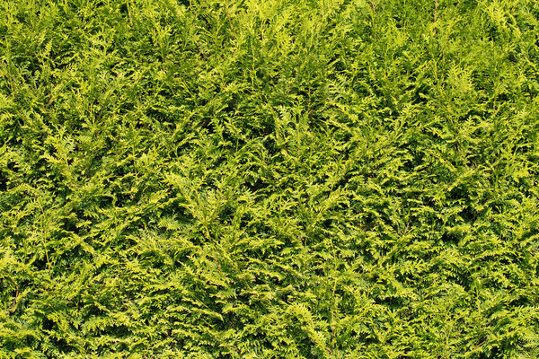 Hedge from occidental tree of life, Thuja occidentalis