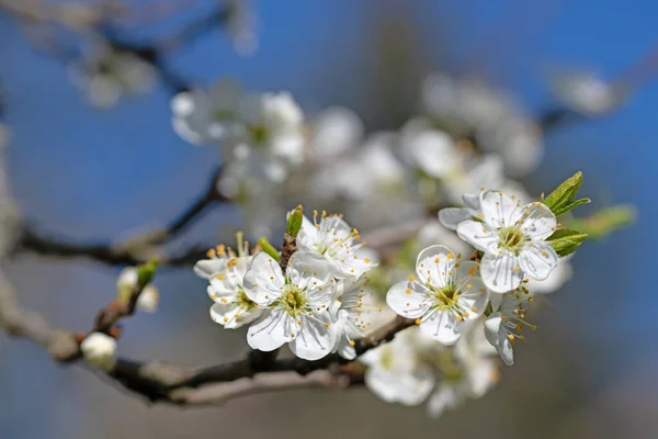 Flowing Mirabelle Prunus Domtica Spring — 스톡 사진