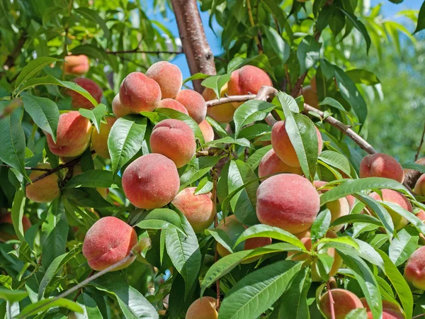 Pêssegos Maduros Prunus Persica Árvore — Fotografia de Stock