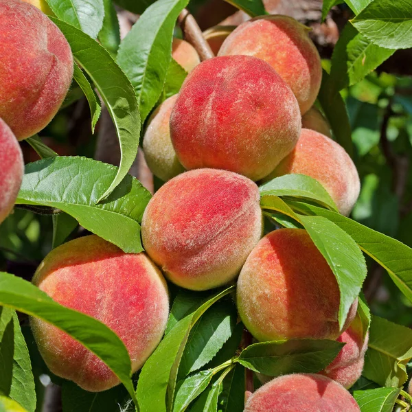 Pêssegos Maduros Prunus Persica Árvore — Fotografia de Stock