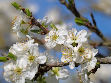 Asil eriğin kabarcıkları, Prunus domestica, yakın planda.