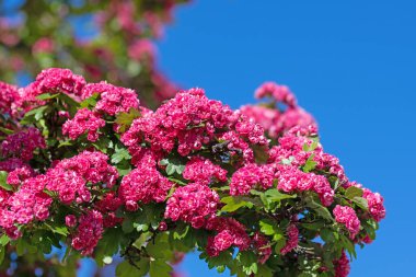 Çiçekli kırmızı diken, Crataegus laevigata, baharda