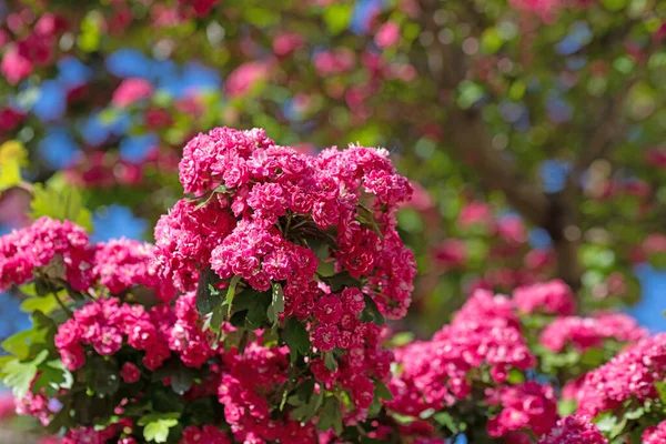 Çiçekli Kırmızı Diken Crataegus Laevigata Baharda — Stok fotoğraf