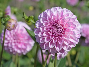 Bahçede çiçek açan menekşe çiçekleri