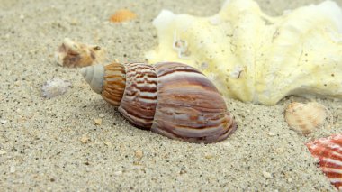 Kumda çeşitli kabuklar ve deniz salyangozları var.