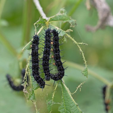 Tavus kuşu tırtılları, Aglais io