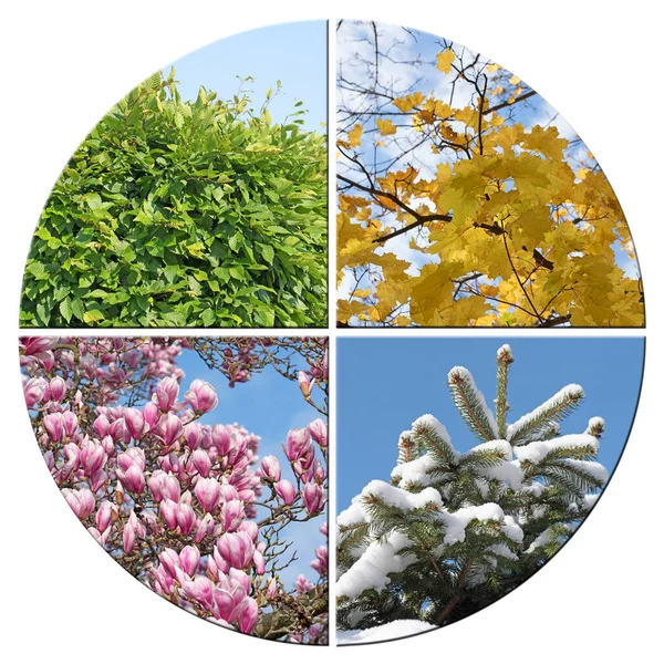Four seasons in a collage