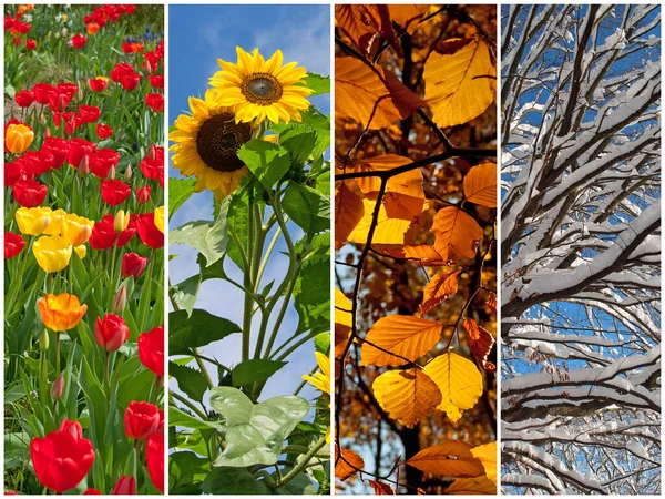 Four seasons in a collage