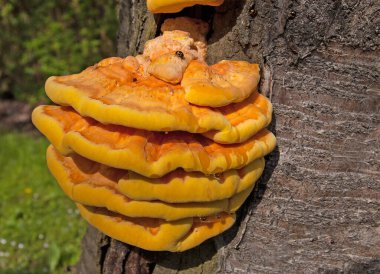 Sülfür Porling, Laetiporus sülfür, ağaç gövdesinde.