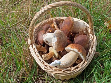 Sepette toplanmış orman mantarları