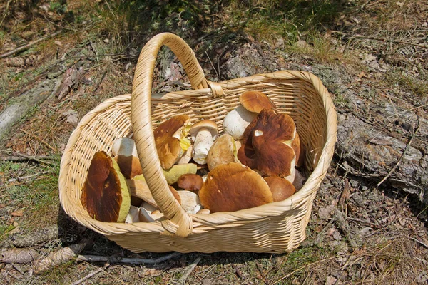 Harvested Forest Mushrooms Basket — Stock Photo, Image