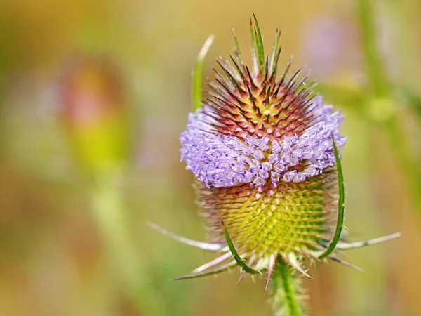 Çiçek Açan Yabani Çaydanlık — Stok fotoğraf