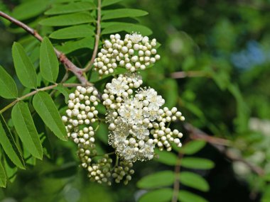 Çiçekli dağ külleri, Sorbus aucuparia, baharda.