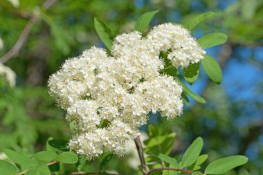 Çiçekli Rowan, Sorbus Aucuparia, baharda