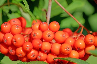 Kükreme ağacından olgun meyveler, Sorbus.
