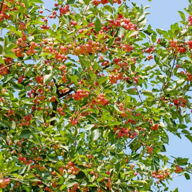 Süslü elma ağacı, malus spektrometresi, olgun meyvelerle.