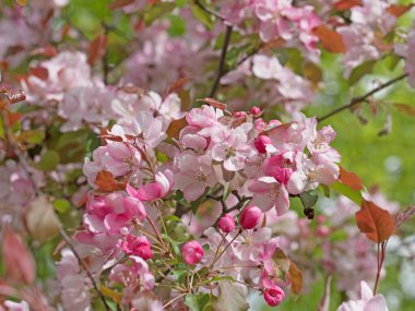 Baharda çiçek açan elma ağacı.