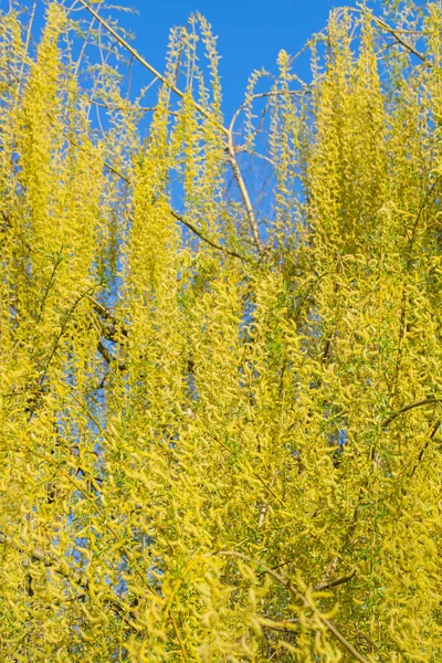 Flores Masculinas Salgueiro Chorão Salix Babylonica — Fotografia de Stock