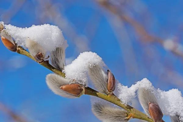 Ανθισμένη Ιτιά Salix Καλυμμένη Χιόνι Την Άνοιξη — Φωτογραφία Αρχείου