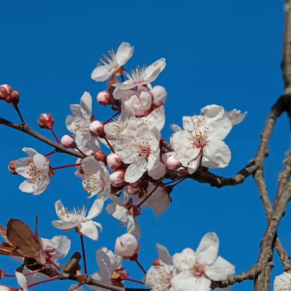 Mirabela Selvagem Florida Prunus Cerasifera Primavera — Fotografia de Stock