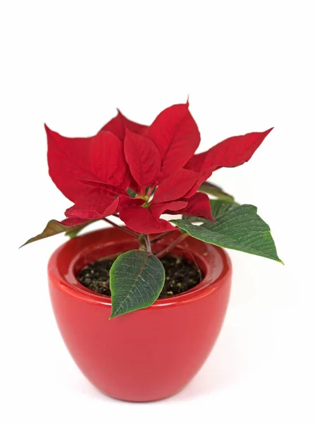 Poinsettia Aislada Sobre Fondo Blanco — Foto de Stock