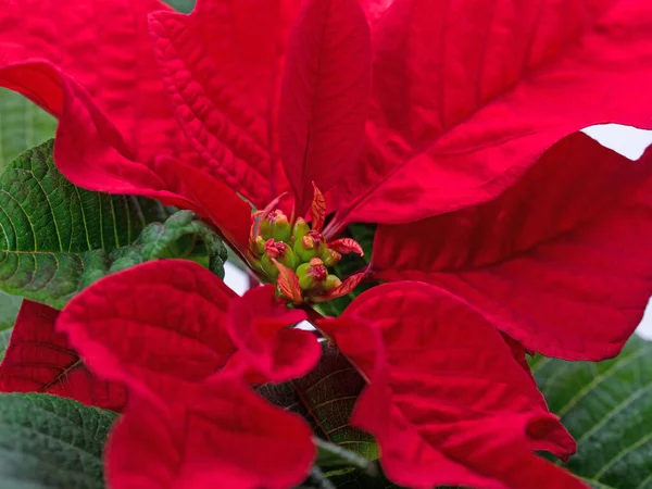 Poinsettia Euphorbia Pulcherrima Close Royalty Free Stock Images