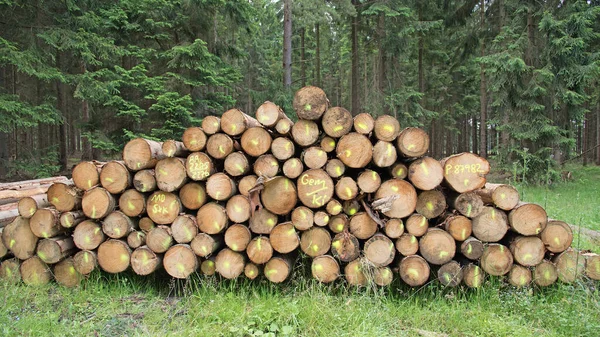 Des Troncs Épinette Empilés Devant Une Forêt — Photo