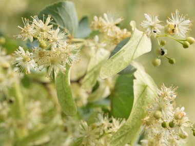 Ağaçtaki ıhlamur çiçekleri