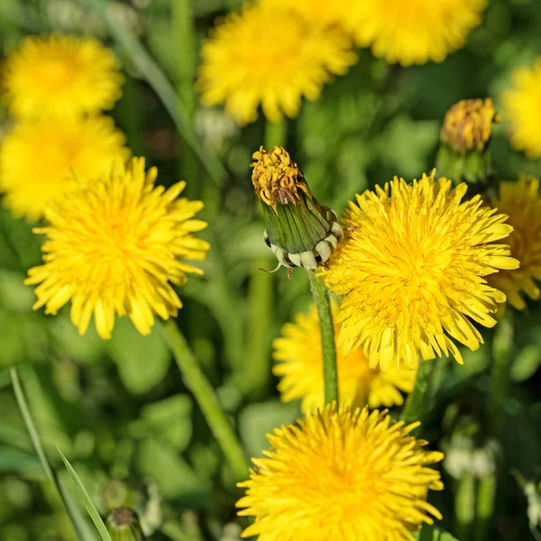 Blühender Löwenzahn Taraxacum Nahaufnahme — Stockfoto